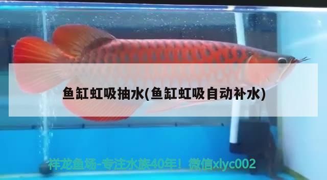 魚缸虹吸抽水(魚缸虹吸自動補水)