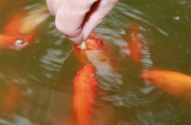 韓城可麗愛魚缸專賣店電話：韓城可麗愛魚缸專賣店，打造水族愛好者的夢幻家園