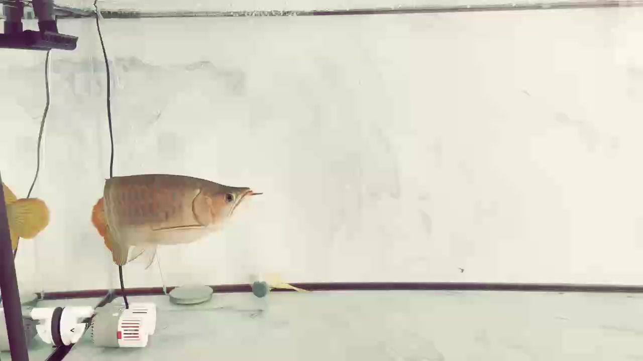 胖嘟嘟