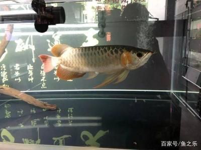 魚跳缸是聚財還是破財？風水玄學與科學真相解析