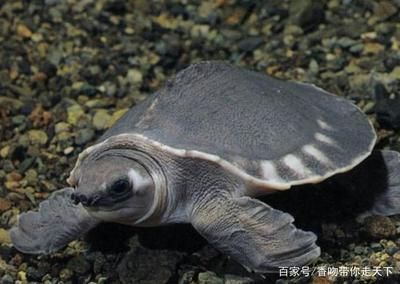 豬鼻龜幾級保護動物：豬鼻龜屬于國家保護動物嗎 豬鼻龜幾級保護動物：豬鼻龜屬于國家保護動物嗎 豬鼻龜百科 第4張