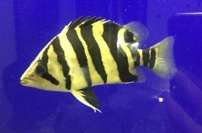印度虎魚適應溫度是多少：印度虎魚適應水溫是多少