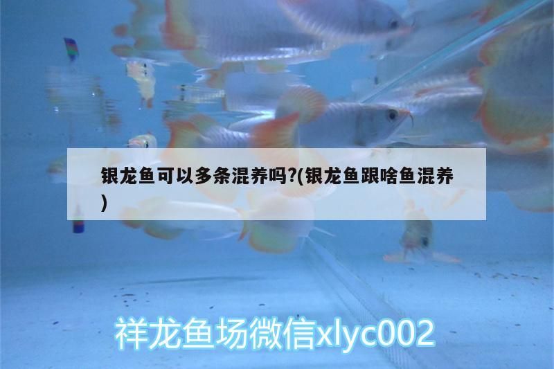 銀龍魚可以多條混養嗎?(銀龍魚跟啥魚混養)
