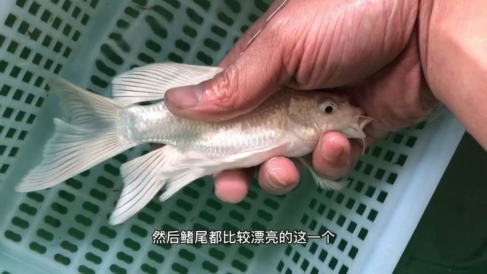 普身蝴蝶鯉好不好（普身蝴蝶鯉優缺點和適用性需結合飼養目的和條件綜合判斷）
