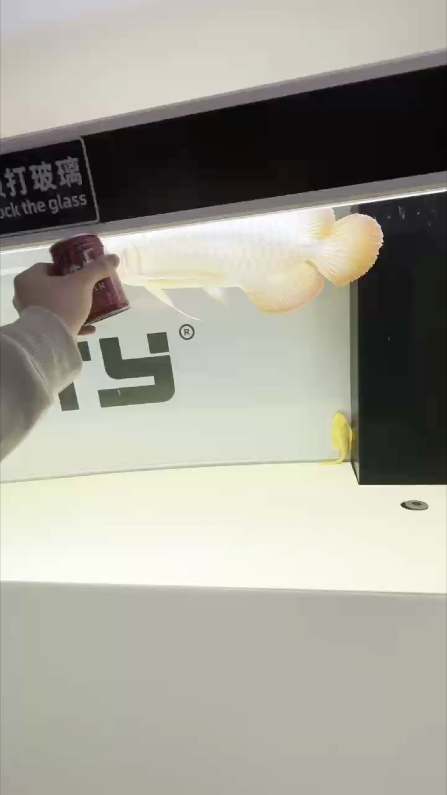 龍吟 243天飼養(yǎng)