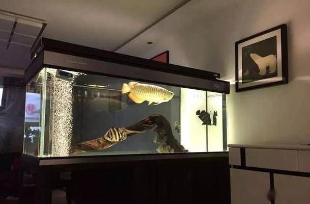 金龍魚魚缸尺寸是多少，金龍魚的魚缸尺寸 金龍魚魚缸尺寸是多少，金龍魚的魚缸尺寸 魚缸百科 第1張
