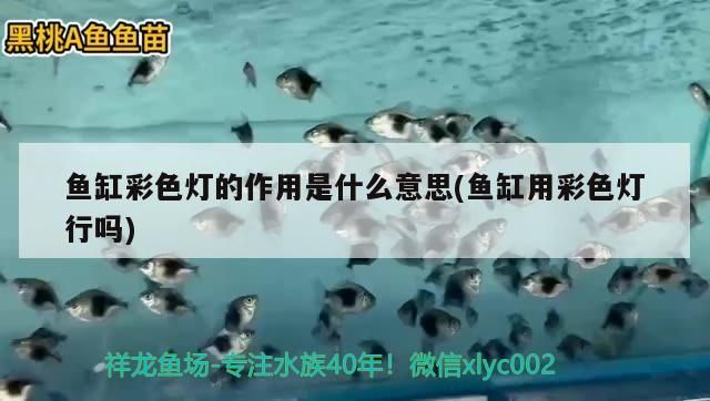 魚缸怎么預防白點病 怎樣防止魚缸里的魚生病