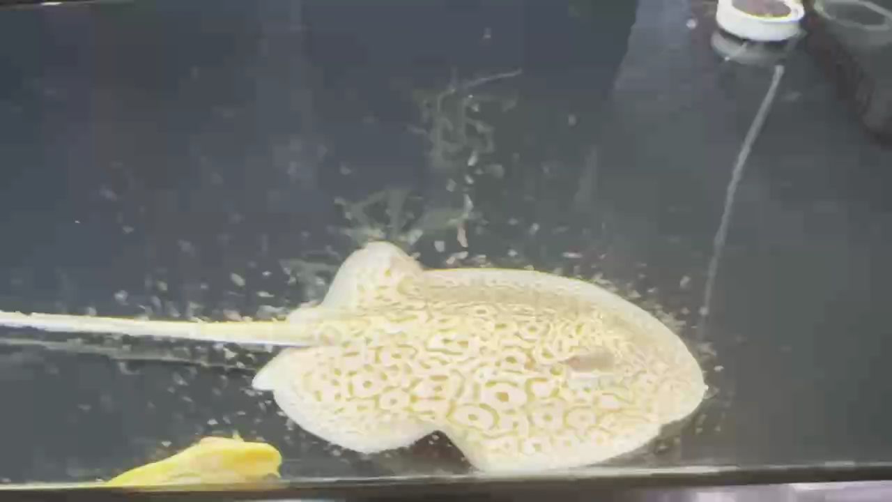 出魟魚