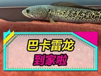 怎么區(qū)分龍魚的公母視頻教程：如何準(zhǔn)確區(qū)分龍魚的公母？視頻教程詳解