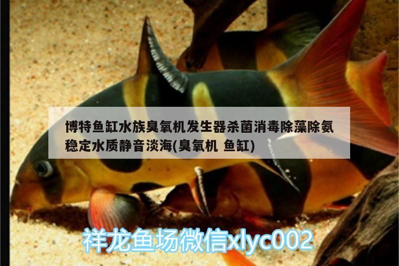 博特魚缸水族臭氧機發生器殺菌消毒除藻除氨穩定水質靜音淡海(臭氧機魚缸)