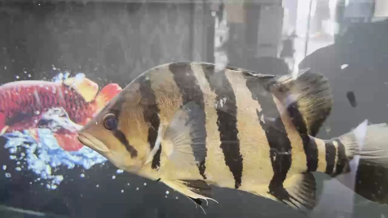 出虎魚