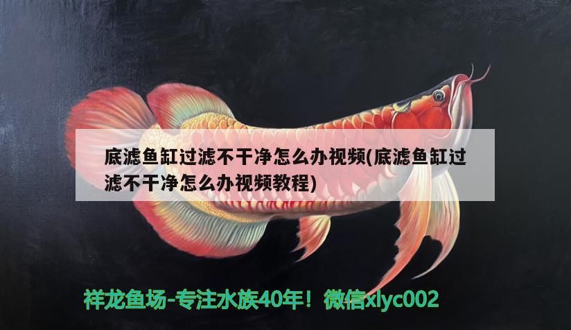 底濾魚缸過濾不干凈怎么辦視頻(底濾魚缸過濾不干凈怎么辦視頻教程)