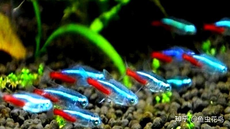 觀賞魚養(yǎng)什么魚好看（觀賞魚的養(yǎng)殖技巧）