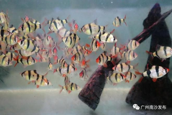 觀賞魚養什么魚好看(觀賞魚的養殖技巧) 愛龍仕 第4張 觀賞魚養什么魚好看(觀賞魚的養殖技巧) 觀賞魚養什么魚好看(觀賞魚的養殖技巧) 愛龍仕 第4張