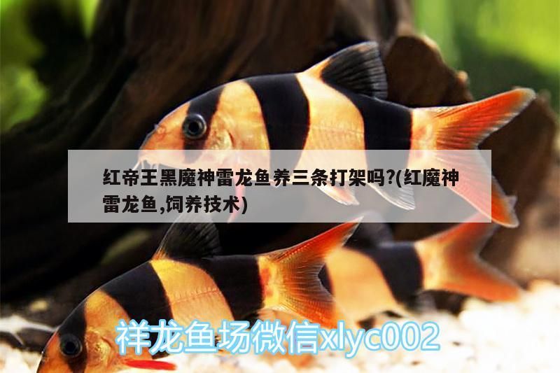 魚缸日常維護土霉素用量多少克為宜（魚缸里土霉素用量） 魚缸日常維護土霉素用量多少克為宜（魚缸里土霉素用量） 天王紅龍