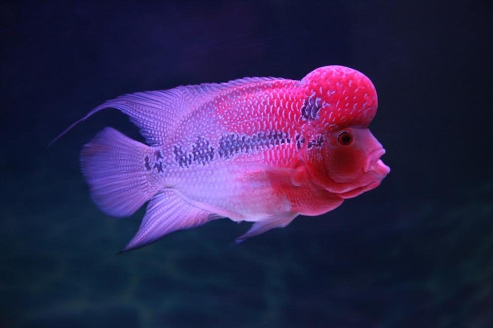 白色的觀賞魚有什么寓意和象征（白色的觀賞魚有什么寓意和象征？）