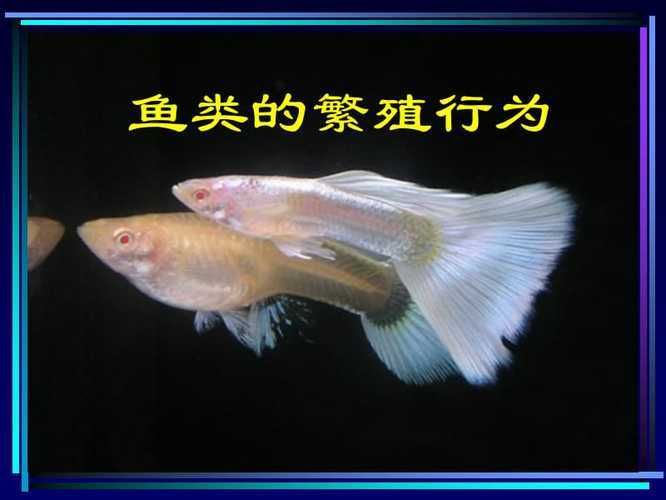魚替主人擋災(zāi)的7大征兆，揭秘靈性寵物的神秘守護