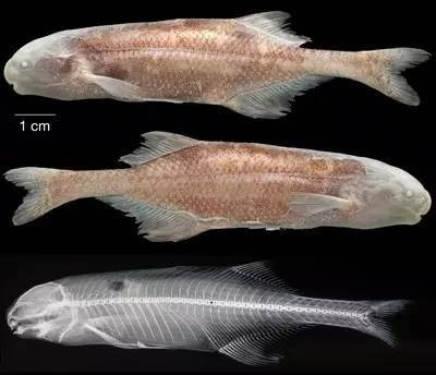 魚替主人擋災(zāi)的7大征兆，揭秘靈性寵物的神秘守護