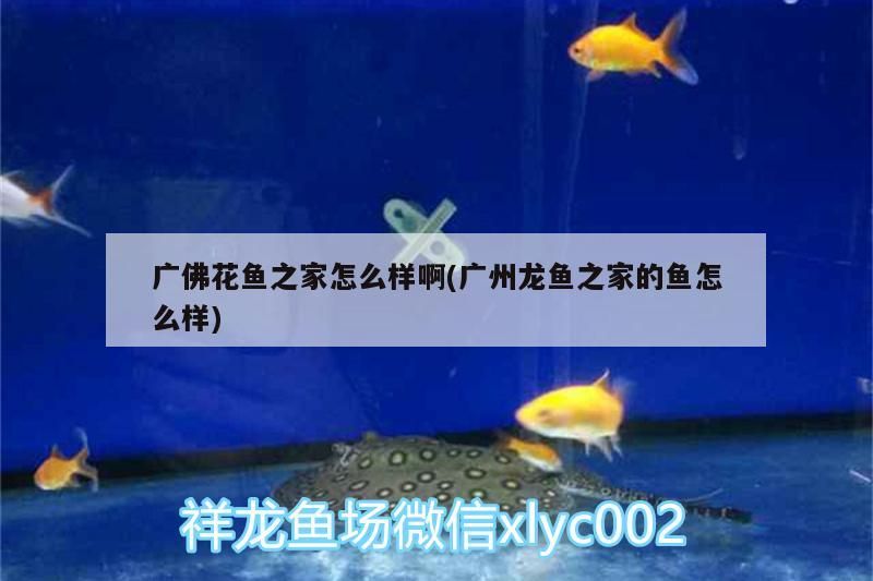 廣佛花魚之家怎么樣啊(廣州龍魚之家的魚怎么樣)