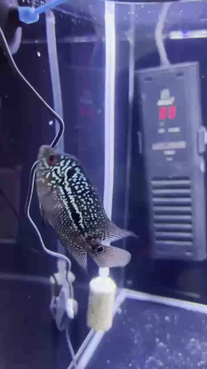 新手 這是什麼品種？