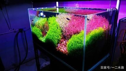 60的魚缸需要多少斤水草泥：60升的魚缸需要多少水草泥