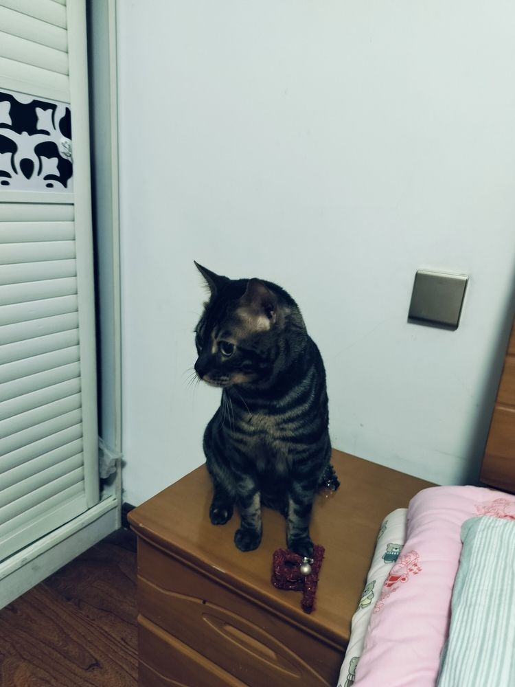 家里新成員——毛毛
