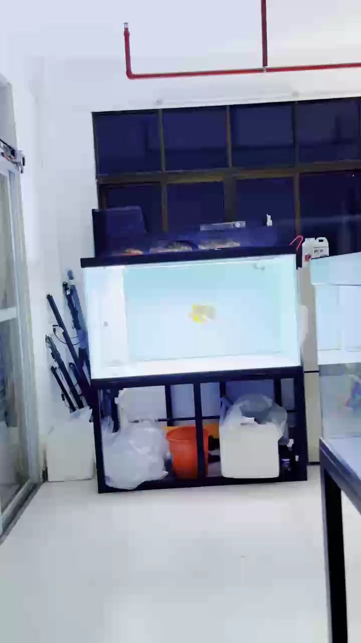 倒也不算驚艷，只是魚游的正歡，我若不駐足欣賞，倒顯得不解風情，枉費了這春日里的生機