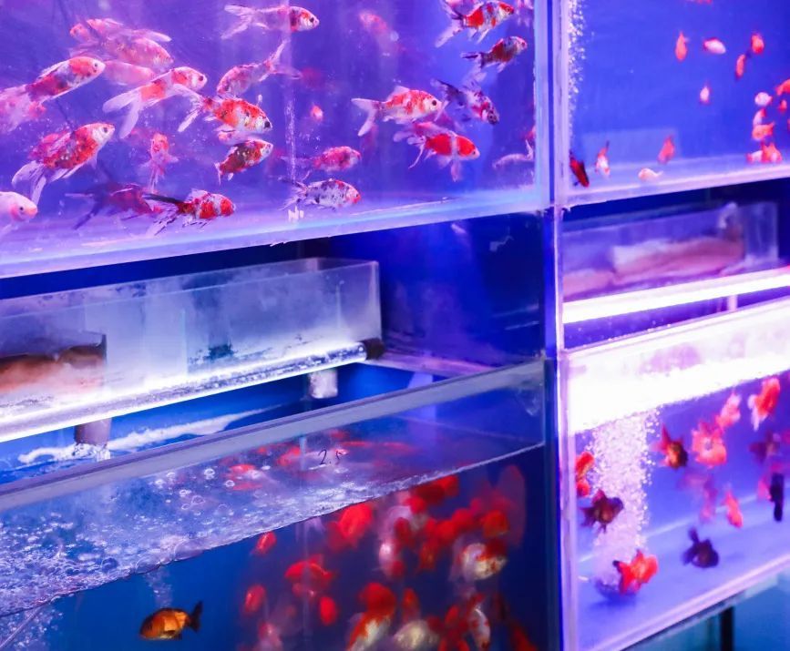 大魯店觀賞魚批發市場（北京大魯店觀賞魚批發市場）