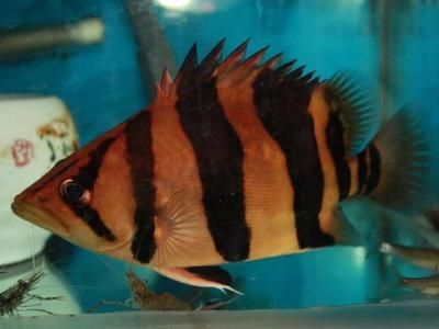 觀賞魚 價格一落千丈（觀賞魚市場的價格波動并非偶然的價格波動并非偶然）