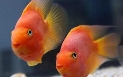 觀賞魚 價格一落千丈（觀賞魚市場的價格波動并非偶然的價格波動并非偶然）