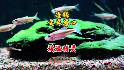 觀賞魚 價格一落千丈（觀賞魚市場的價格波動并非偶然的價格波動并非偶然）