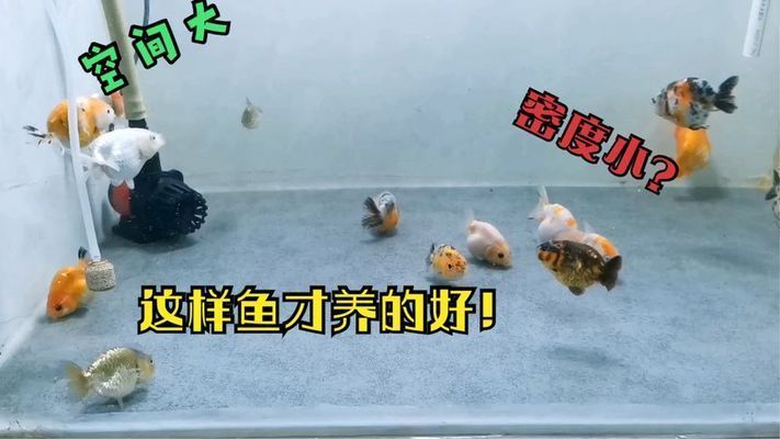 金龍魚(yú)養(yǎng)殖密度的最佳實(shí)踐：如何判斷金龍魚(yú)的養(yǎng)殖密度