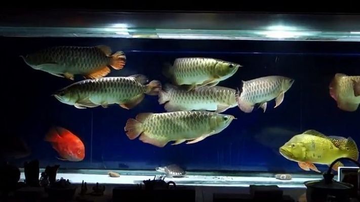 金龍魚(yú)養(yǎng)殖密度的最佳實(shí)踐：如何判斷金龍魚(yú)的養(yǎng)殖密度