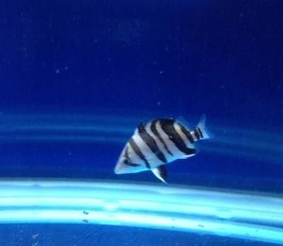 泰國虎魚鰭形對游泳速度的影響，泰國虎魚鰭形在競技中的應用