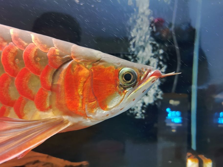 不知不覺一年多了，從30cm長(zhǎng)到了50cm 還養(yǎng)在一米零八的魚缸了，唉！我對(duì)不住你。
