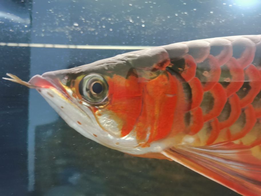 不知不覺一年多了，從30cm長(zhǎng)到了50cm 還養(yǎng)在一米零八的魚缸了，唉！我對(duì)不住你。