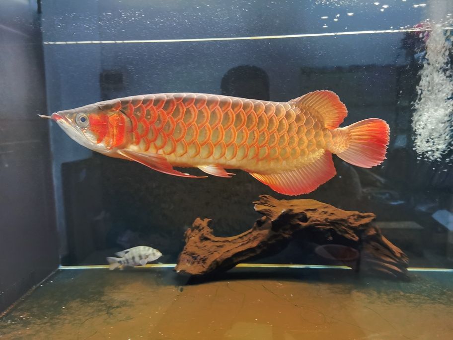 不知不覺一年多了，從30cm長(zhǎng)到了50cm 還養(yǎng)在一米零八的魚缸了，唉！我對(duì)不住你。