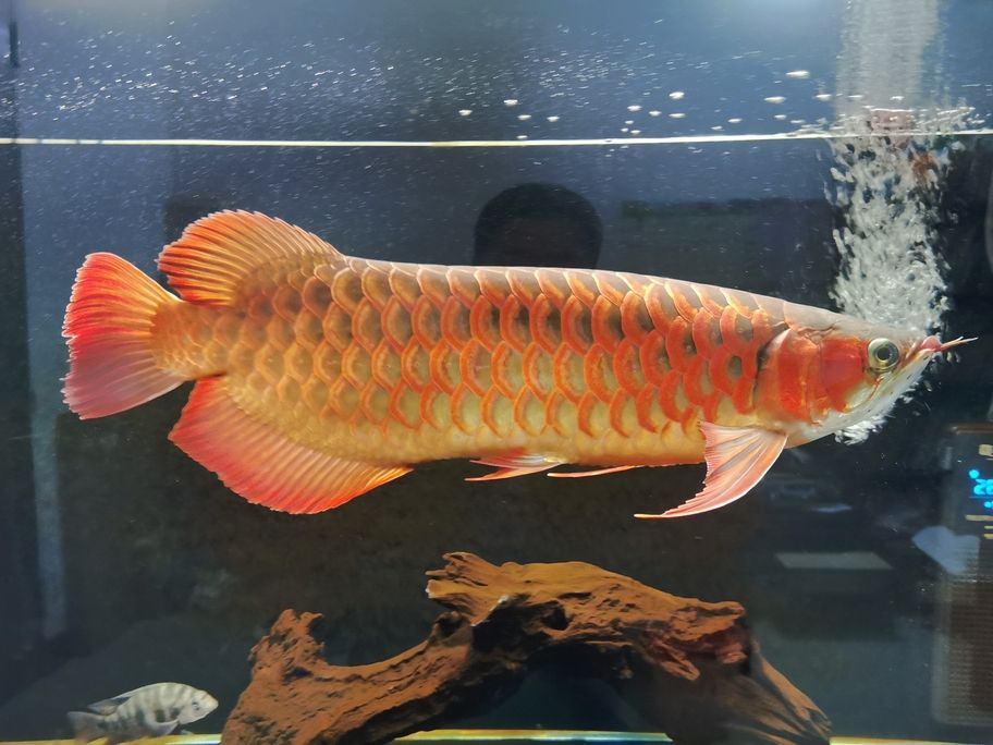不知不覺一年多了，從30cm長(zhǎng)到了50cm 還養(yǎng)在一米零八的魚缸了，唉！我對(duì)不住你。