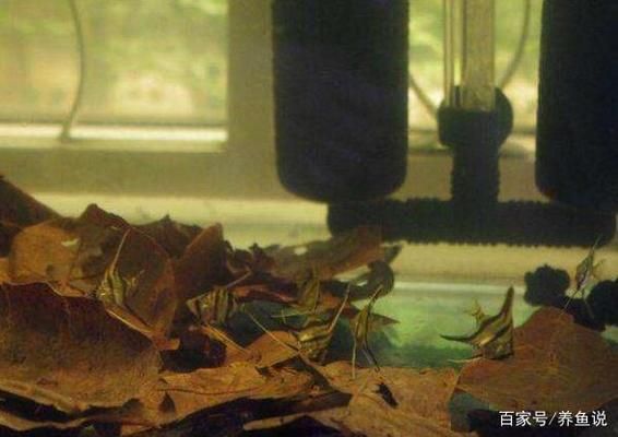 yee魚缸顯示屏怎么調（魚缸的顯示屏怎么調）