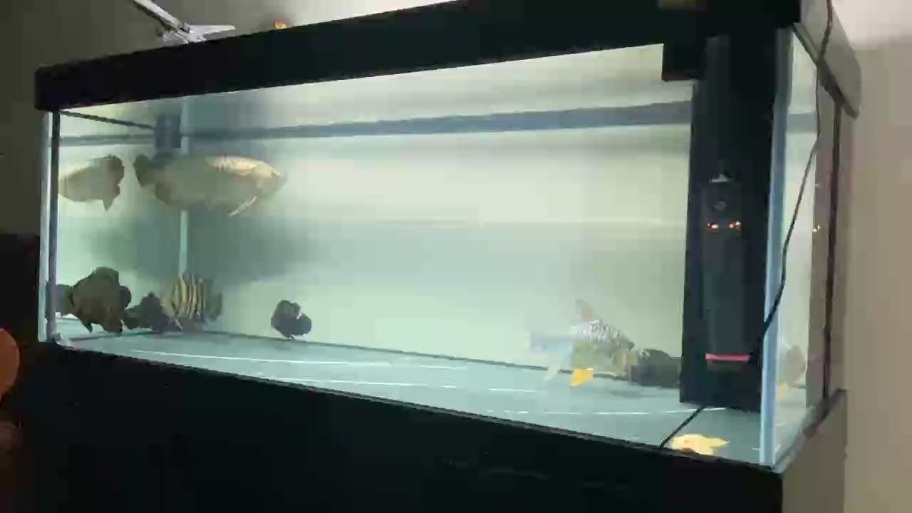 好久沒發視頻了