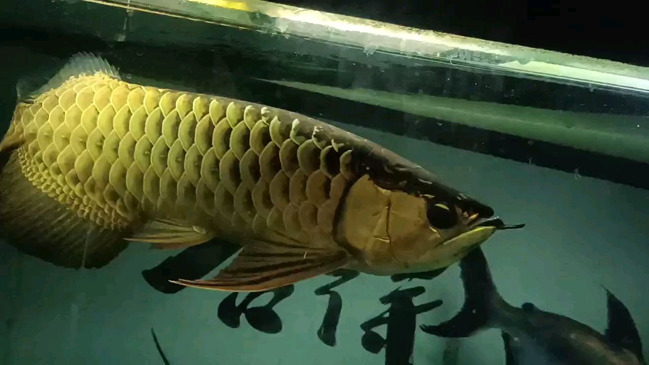 快2年了，感覺沒怎么長