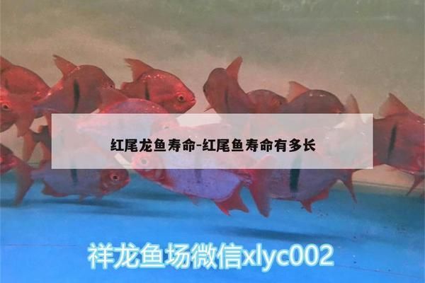 泰國虎魚馴餌技巧詳解，泰國虎魚最佳飼料選擇，泰國虎魚活餌消毒方法，泰國虎魚訓餌成功案例