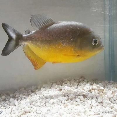 觀賞魚都有哪些是食人魚（世界十大最兇猛的魚類之一的食人魚品種之一胭脂食人魚）