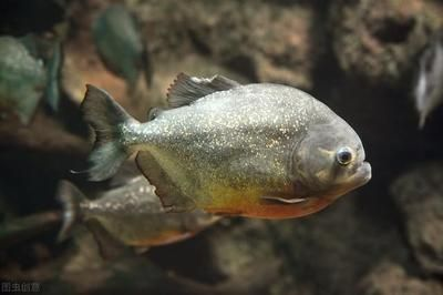 觀賞魚都有哪些是食人魚（世界十大最兇猛的魚類之一的食人魚品種之一胭脂食人魚）