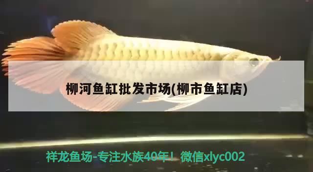 柳河魚缸批發市場(柳市魚缸店)