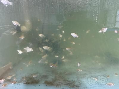 球體蝴蝶鯉有必要養嗎（倫理爭議綜合判斷球體蝴蝶鯉需結合其特性、飼養難度及倫理爭議綜合判斷）