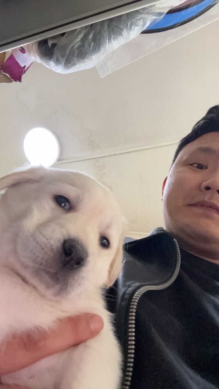 哈哈哈哈 恭喜李葆兄弟 喜提老伴一位 小母狗 取名:果寶 龍魚論壇 第2張 哈哈哈哈 恭喜李葆兄弟 喜提老伴一位 小母狗 取名:果寶 哈哈哈哈 恭喜李葆兄弟 喜提老伴一位 小母狗 取名:果寶 龍魚論壇 第2張