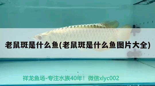 老鼠斑是什么魚(老鼠斑是什么魚圖片大全)