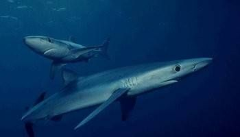 泰安可麗愛魚缸專賣店，打造您的水族世界