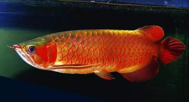 龍魚底色不干凈